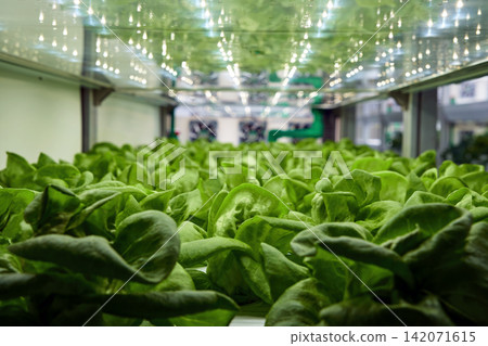 green butter heads growing at indoor led light base agricultural farm 142071615