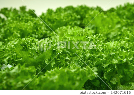 many green corals growing in indoor led light base agricultural farm 142071616
