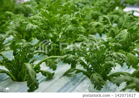 hydroponic farming of rucola salad tree agricultural field in in door gardening house with led lighting hydroponic farming of rucola salad tree agricultural field in in door gardening house with led lighting 142071617