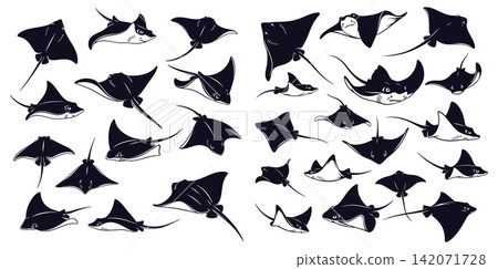 Collection of stingray and manta ray vector silhouettes in various swimming poses for marine life design projects Collection of stingray and manta ray vector silhouettes in various swimming poses for marine life design projects 142071728