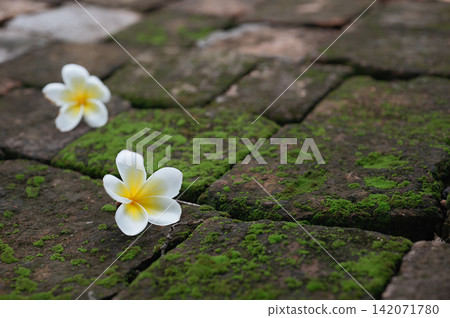 two white plumeria flowers on old stone brickwith green wet moss surface two white plumeria flowers on old stone brickwith green wet moss surface 142071780