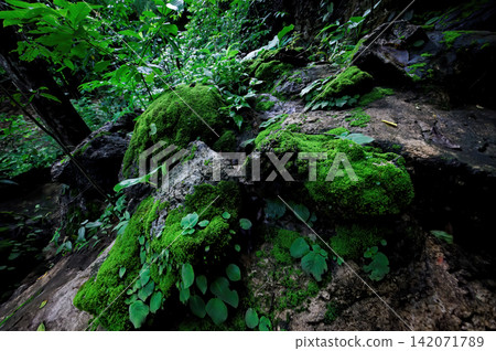green mess and many saplings on the rock in deep rain forest 142071789