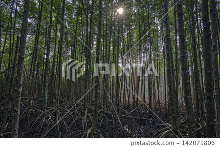 mangrove forest trees in background sun light mangrove forest trees in background sun light 142071806