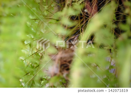 a small little bird hid in the fern branches with a nest and its egg. a small little bird hid in the fern branches with a nest and its egg. 142071819