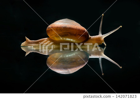 a small snail walks slowly past the mirror floor with a reflection shadow in the dark background a small snail walks slowly past the mirror floor with a reflection shadow in the dark background 142071823