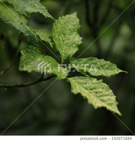 Rain Covered Leaves Rain Covered Leaves 142071884