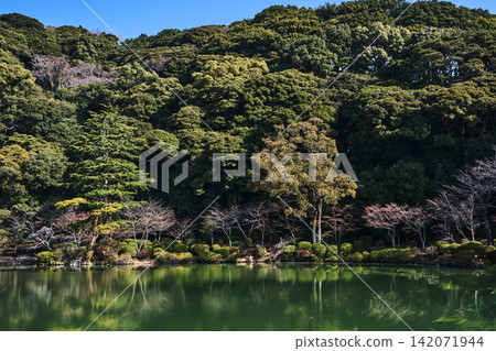 a small forest with various types of trees surrounding a small green lake filled with many small green algae. a small forest with various types of trees surrounding a small green lake filled with many small green algae. 142071944