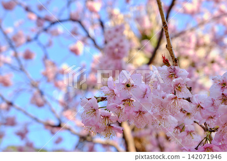 many pink sakura cherry blossom flowers bloom in spring in Japan with blurred background many pink sakura cherry blossom flowers bloom in spring in Japan with blurred background 142071946