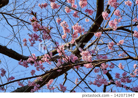 many pink sakura cherry blossom flowers bloom in spring in Japan with blurred background many pink sakura cherry blossom flowers bloom in spring in Japan with blurred background 142071947