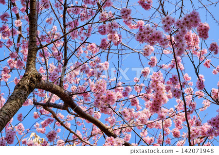 many pink sakura cherry blossom flowers bloom in spring in Japan with blurred background many pink sakura cherry blossom flowers bloom in spring in Japan with blurred background 142071948