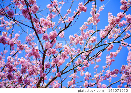 many pink sakura cherry blossom flowers bloom in spring in Japan with blurred background many pink sakura cherry blossom flowers bloom in spring in Japan with blurred background 142071950