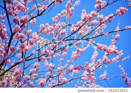many pink sakura cherry blossom flowers bloom in spring in Japan with blurred background many pink sakura cherry blossom flowers bloom in spring in Japan with blurred background 142071951