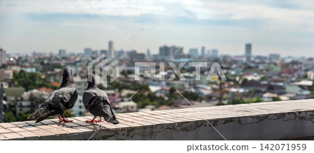 couple of urban pigeons stay together on the roof top of the business company building in the big city 142071959