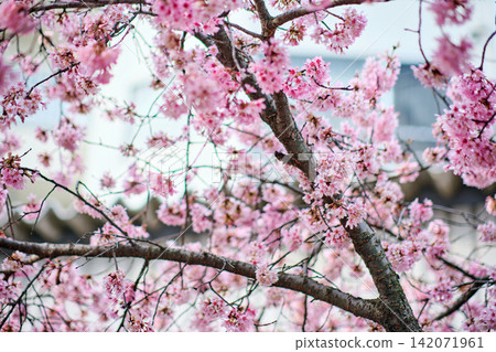 many pink sakura cherry blossom flowers bloom in spring in Japan with blurred background many pink sakura cherry blossom flowers bloom in spring in Japan with blurred background 142071961