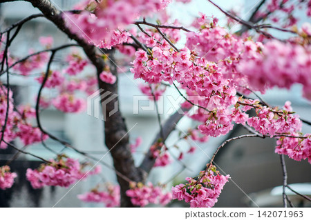 many pink sakura cherry blossom flowers bloom in spring in Japan with blurred background 142071963