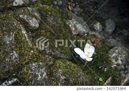 a big white flower grow from the small crack in stone that cover with green moss a big white flower grow from the small crack in stone that cover with green moss 142071964