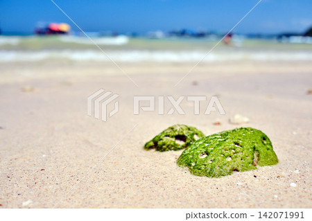 green algae cover small rock that put on the sandy beach of the small island with blurred background blue sky green algae cover small rock that put on the sandy beach of the small island with blurred background blue sky 142071991