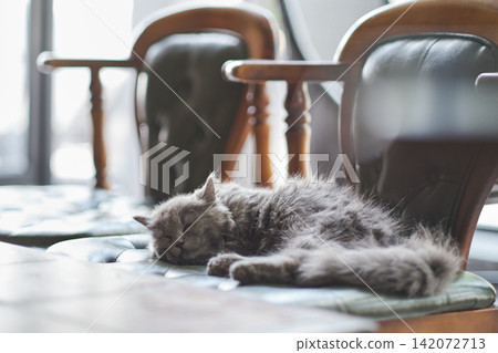 The fluffy gray cat is peacefully napping on the vintage-style wingback chair in the living room. 142072713