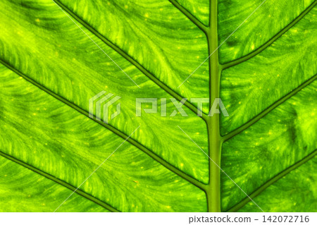 part of elephant ear plant's leaf with details from backlight behind part of elephant ear plant's leaf with details from backlight behind 142072716