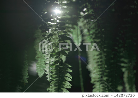 many fronds, fern's leaves in the dark scene with sunshine backlight and its flares many fronds, fern's leaves in the dark scene with sunshine backlight and its flares 142072720