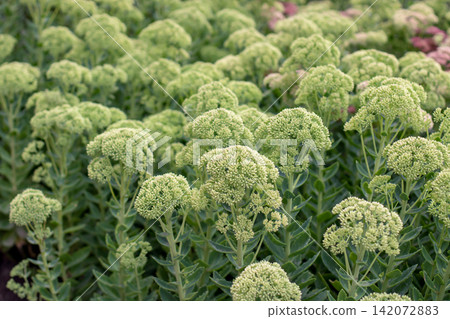 Green Sedum spectabile flower buds forming a lush ornamental garden mass Green Sedum spectabile flower buds forming a lush ornamental garden mass 142072883