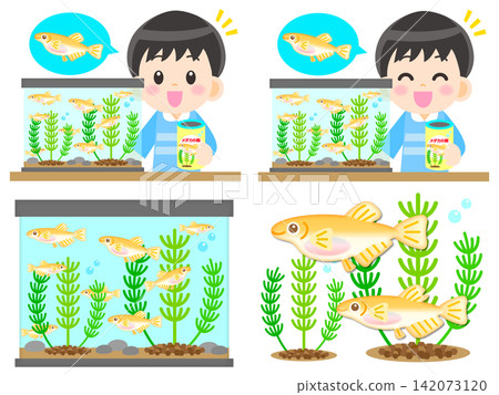 A set of illustrations of a boy observing killifish. A set of illustrations of a boy observing killifish. 142073120