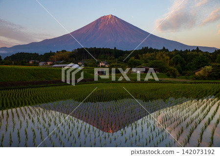 富士山倒映在稻田中 142073192