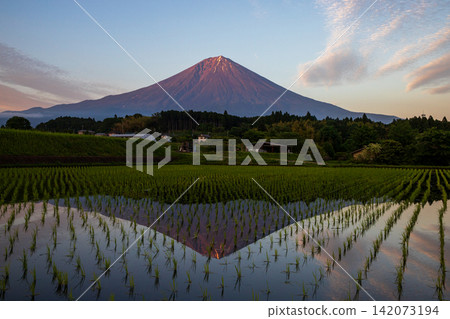 富士山倒映在稻田中 富士山倒映在稻田中 142073194