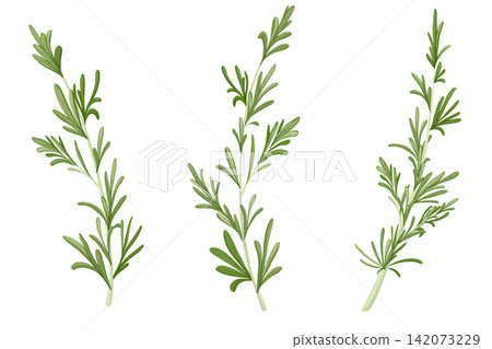 Rosemary branch set. Hand drawn vector herb illustration isolated on white background. Rosemary twig for print design, beauty products, culinary, aromatherapy. 142073229