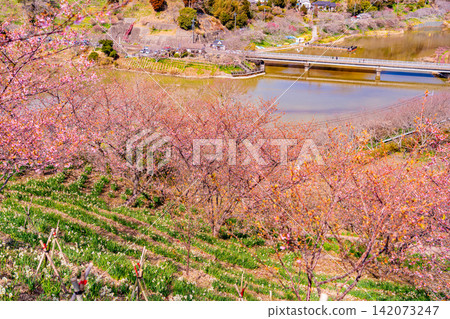 (Chiba Prefecture) Boso Peninsula, Sakuma Dam Lake: Early-blooming cherry blossoms along the lakeshore 142073247