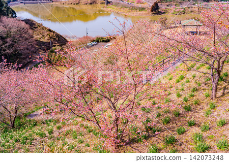 (Chiba Prefecture) Boso Peninsula, Sakuma Dam Lake: Early-blooming cherry blossoms along the lakeshore 142073248