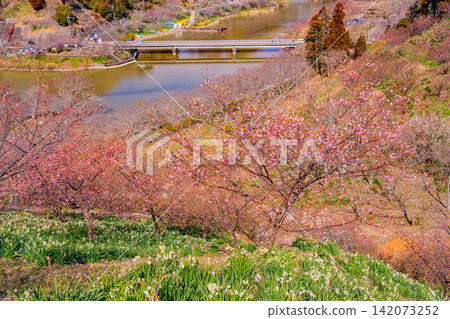 (Chiba Prefecture) Boso Peninsula, Sakuma Dam Lake: Early-blooming cherry blossoms along the lakeshore (Chiba Prefecture) Boso Peninsula, Sakuma Dam Lake: Early-blooming cherry blossoms along the lakeshore 142073252