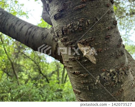 A moth that perches on tree bark to mimic other animals. A moth that perches on tree bark to mimic other animals. 142073527