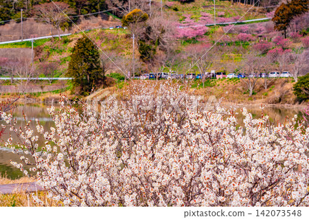 (千葉縣)房總半島佐久間水庫:湖岸邊的梅花 (千葉縣)房總半島佐久間水庫:湖岸邊的梅花 142073548