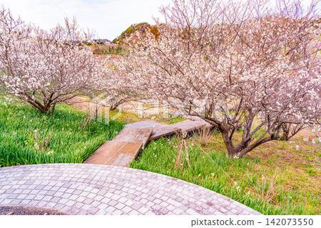 (Chiba Prefecture) Boso Peninsula, Sakuma Dam Lake: Plum blossoms along the lakeshore 142073550