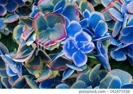 Hydrangea flowers Hydrangea flowers 142073586