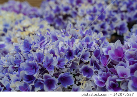 Hydrangea flowers Hydrangea flowers 142073587