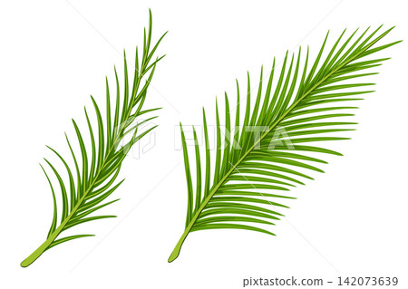 Tropical palm leaves vector set. Hand drawn cartoon illustrations of exotic palm branches. Coconut leaves. Graphic print for greeting cards, beauty products, package design, invitations, sale posters Tropical palm leaves vector set. Hand drawn cartoon illustrations of exotic palm branches. Coconut leaves. Graphic print for greeting cards, beauty products, package design, invitations, sale posters 142073639