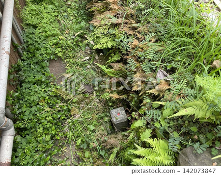 Concrete boundary markers with red accents placed among the plants. 142073847