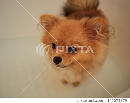 A cute Pomeranian puppy taking a bath. 142073879