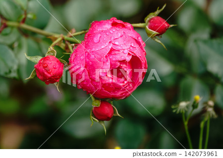 Blooming red rose bud with raindrops close up Blooming red rose bud with raindrops close up 142073961