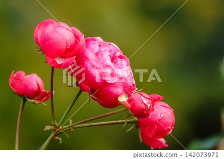 Blooming red rose bud with raindrops close up Blooming red rose bud with raindrops close up 142073971