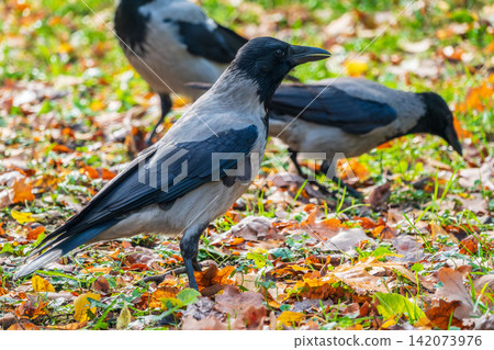 Hooded crow, corvus cornix, standing on the lawn in the spring or summer Hooded crow, corvus cornix, standing on the lawn in the spring or summer 142073976