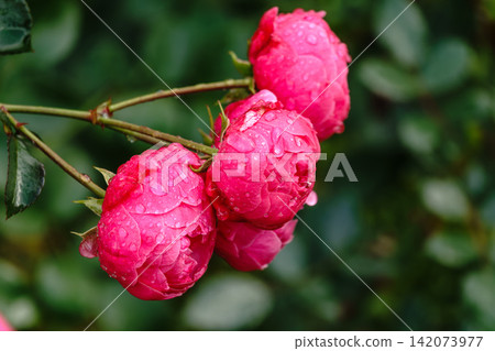 Blooming red rose bud with raindrops close up Blooming red rose bud with raindrops close up 142073977