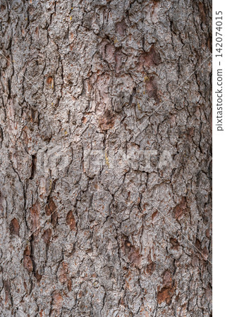 Bark texture and background of a old fir tree trunk. Detailed bark texture. Natural background Bark texture and background of a old fir tree trunk. Detailed bark texture. Natural background 142074015