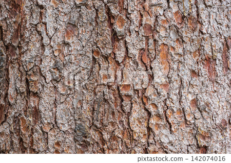 Bark texture and background of a old fir tree trunk. Detailed bark texture. Natural background Bark texture and background of a old fir tree trunk. Detailed bark texture. Natural background 142074016