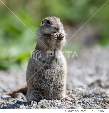 Caucasian Mountain ground squirrel or Mountain Caucasian Gopher (Spermophilus musicus) Caucasian Mountain ground squirrel or Mountain Caucasian Gopher (Spermophilus musicus) 142074079