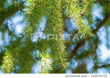 Young branches of larch. Closeup of green larch young needles. Young branches of larch. Closeup of green larch young needles. 142074115