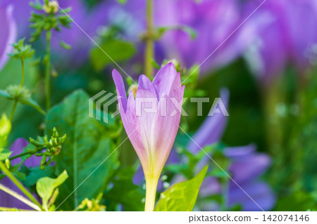 Autumn purple crocuses bloomed above the ground. Autumn purple crocuses bloomed above the ground. 142074146
