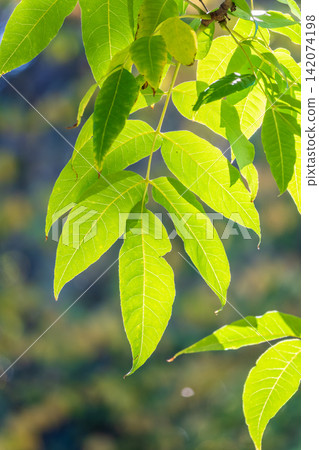 Yellow autumn ash leaves in a forest. Blurred autumn nature background Yellow autumn ash leaves in a forest. Blurred autumn nature background 142074198